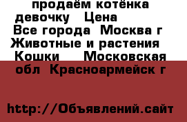 продаём котёнка девочку › Цена ­ 6 500 - Все города, Москва г. Животные и растения » Кошки   . Московская обл.,Красноармейск г.